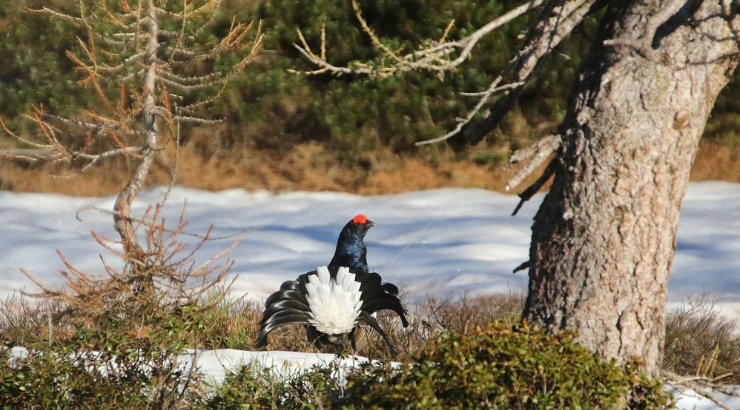 Fédérations de chasse et Ministère de l’écologie main dans la main pour attaquer des décisions de justice protégeant des espèces en déclin